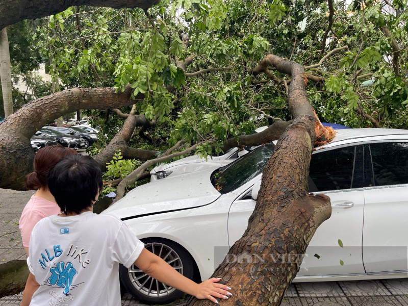 Hàng loạt xe ô tô bị cây cổ thụ đè bẹp hư hỏng nặng, trong đó có xe sang, chủ xe lặng người xót xa- Ảnh 5.