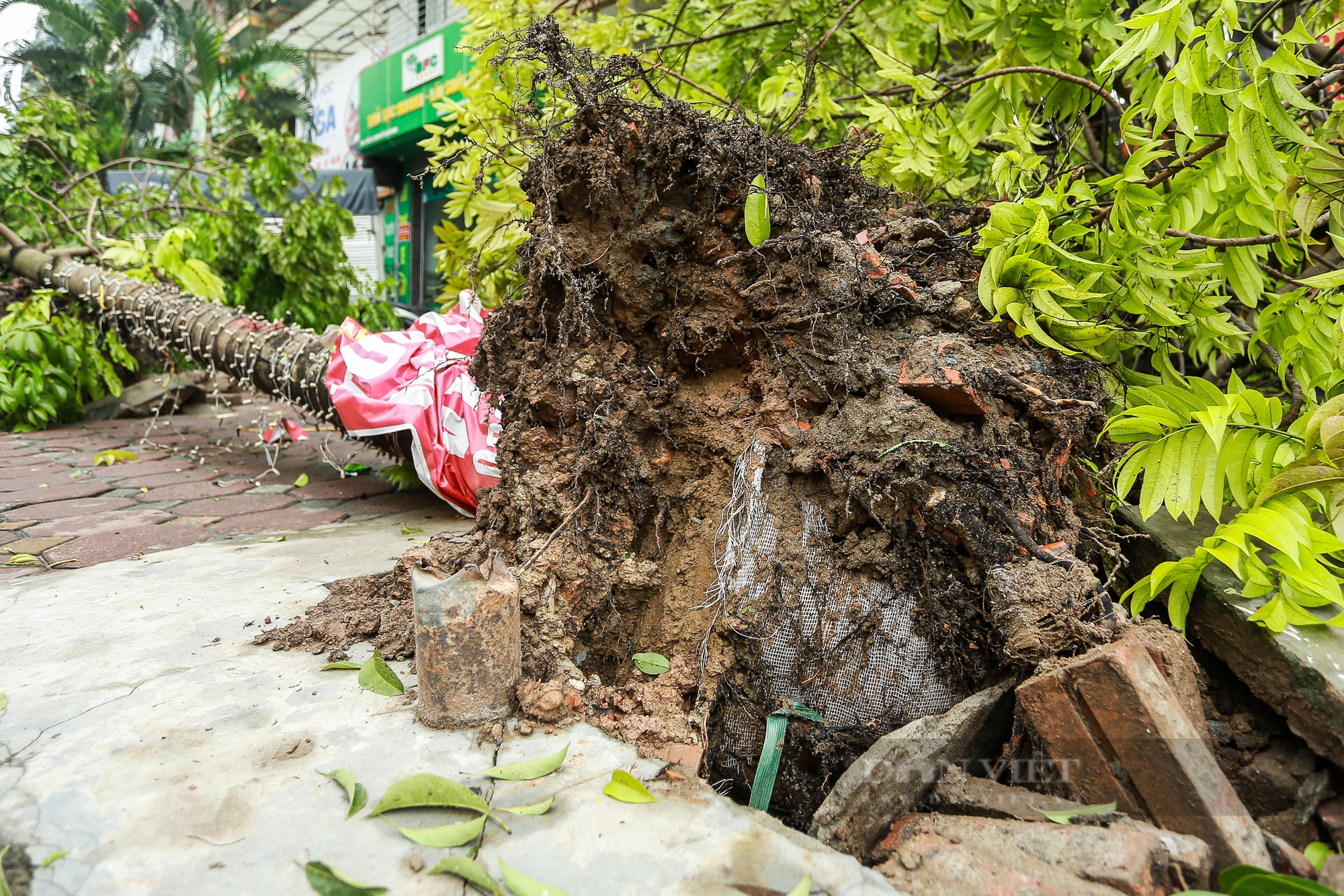 Cây xanh Hà Nội bật gốc, đổ gãy lộ cả lưới bọc bầu đất chưa được tháo gỡ khi trồng - Ảnh 7.