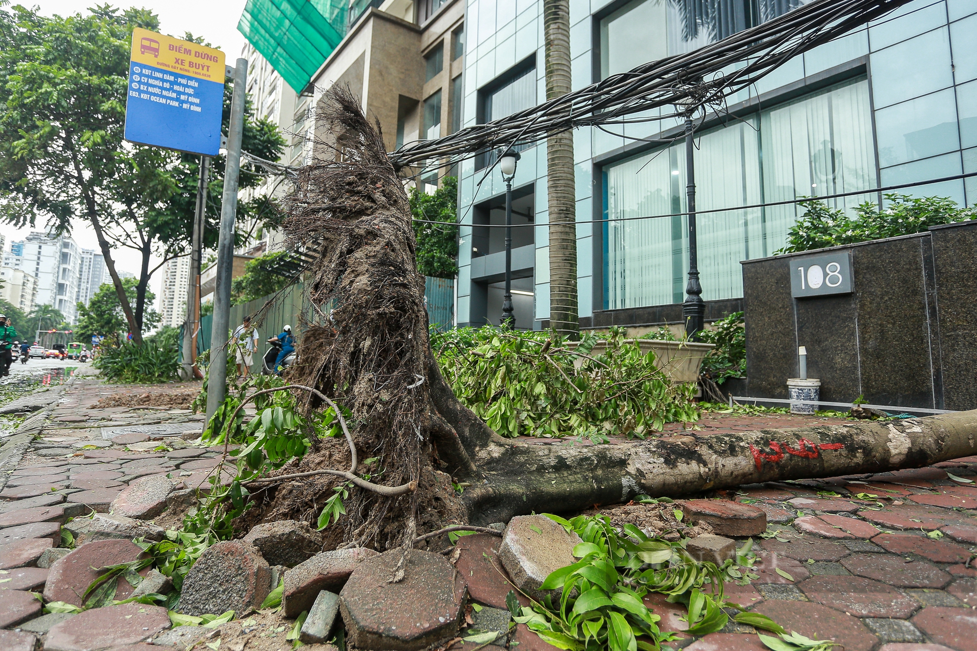 Cây xanh Hà Nội bật gốc, đổ gãy lộ cả lưới bọc bầu đất chưa được tháo gỡ khi trồng - Ảnh 3.