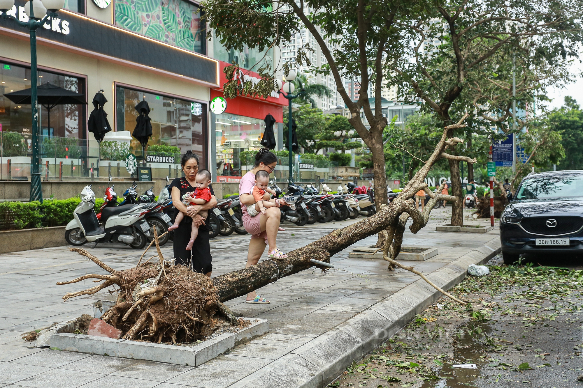 Cây xanh Hà Nội bật gốc, đổ gãy lộ cả lưới bọc bầu đất chưa được tháo gỡ khi trồng - Ảnh 12.