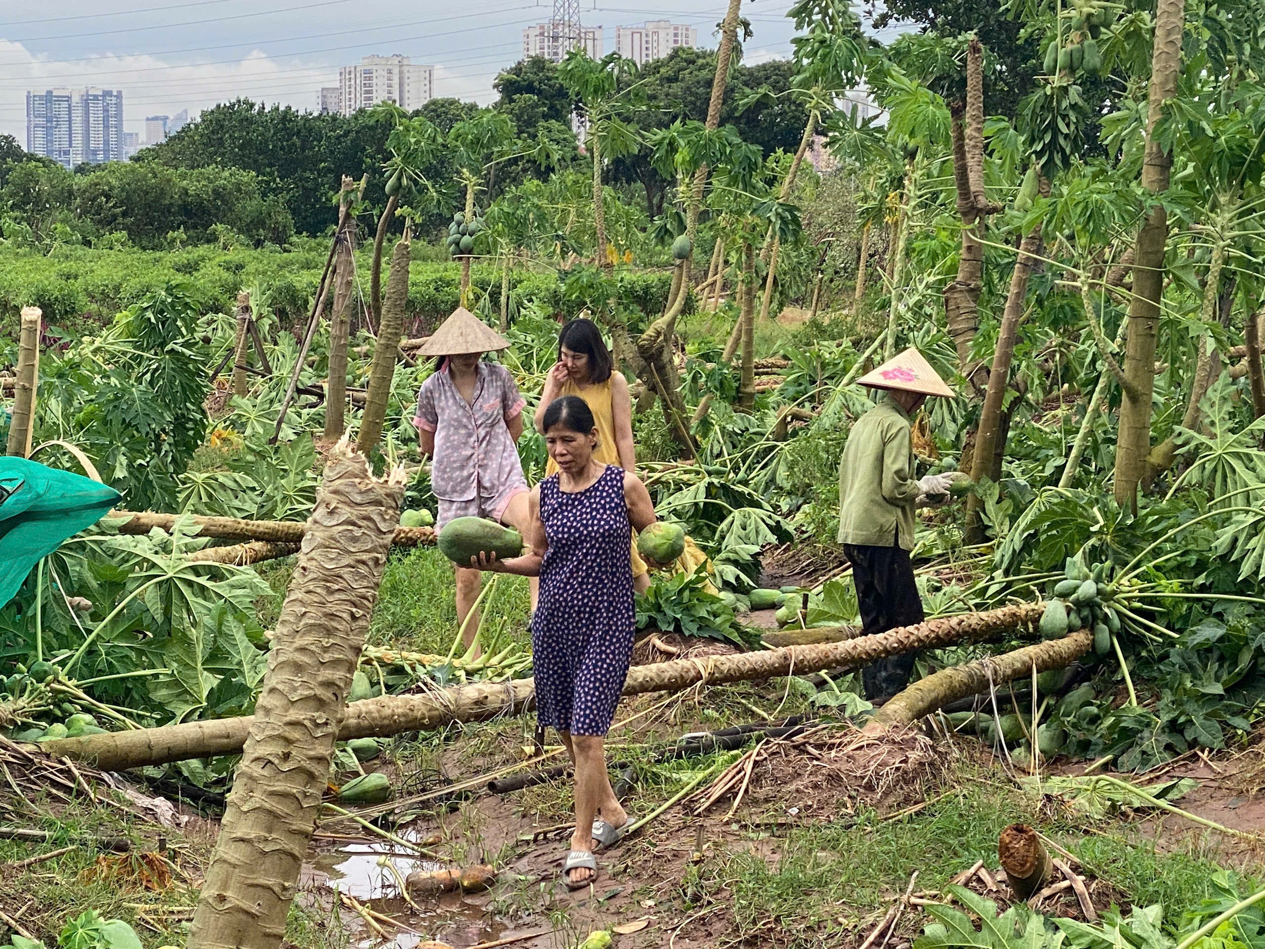 Đường sá Hà Nội “tê liệt" do cây đổ, hoa màu hư hại nặng - Ảnh 10.