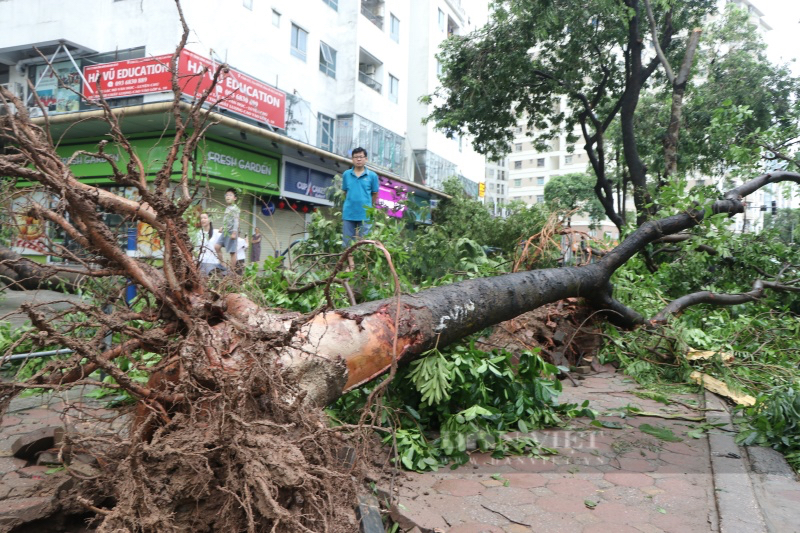 Nhiều cây cổ thụ bật gốc, đè nát ô tô sau khi bão Yagi "cuồng phong" đổ bộ vào Hà Nội - Ảnh 4.