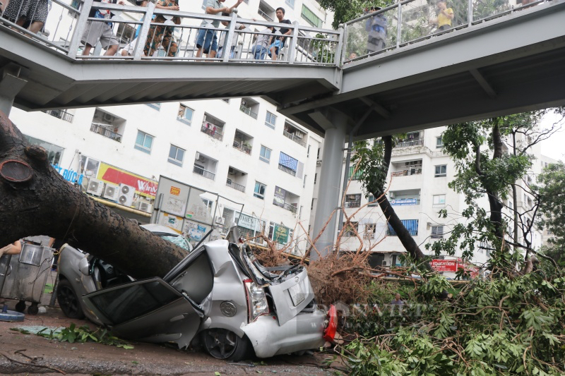 Nhiều cây cổ thụ bật gốc, đè nát ô tô sau khi bão Yagi "cuồng phong" đổ bộ vào Hà Nội - Ảnh 2.