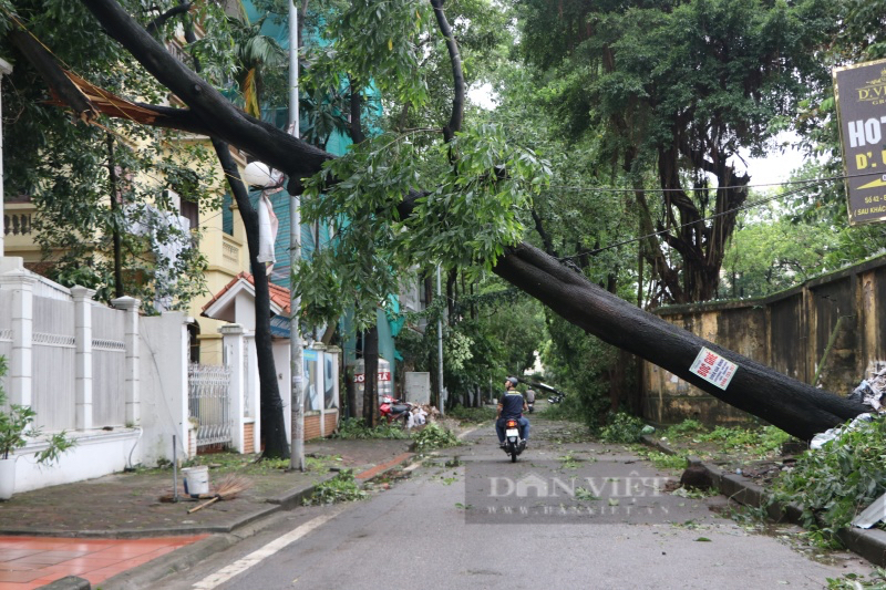 Nhiều cây cổ thụ bật gốc, đè nát ô tô sau khi bão Yagi "cuồng phong" đổ bộ vào Hà Nội - Ảnh 6.