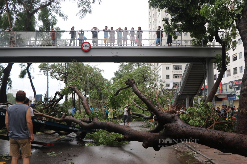 Nhiều cây cổ thụ bật gốc, đè nát ô tô sau khi bão Yagi "cuồng phong" đổ bộ vào Hà Nội - Ảnh 1.