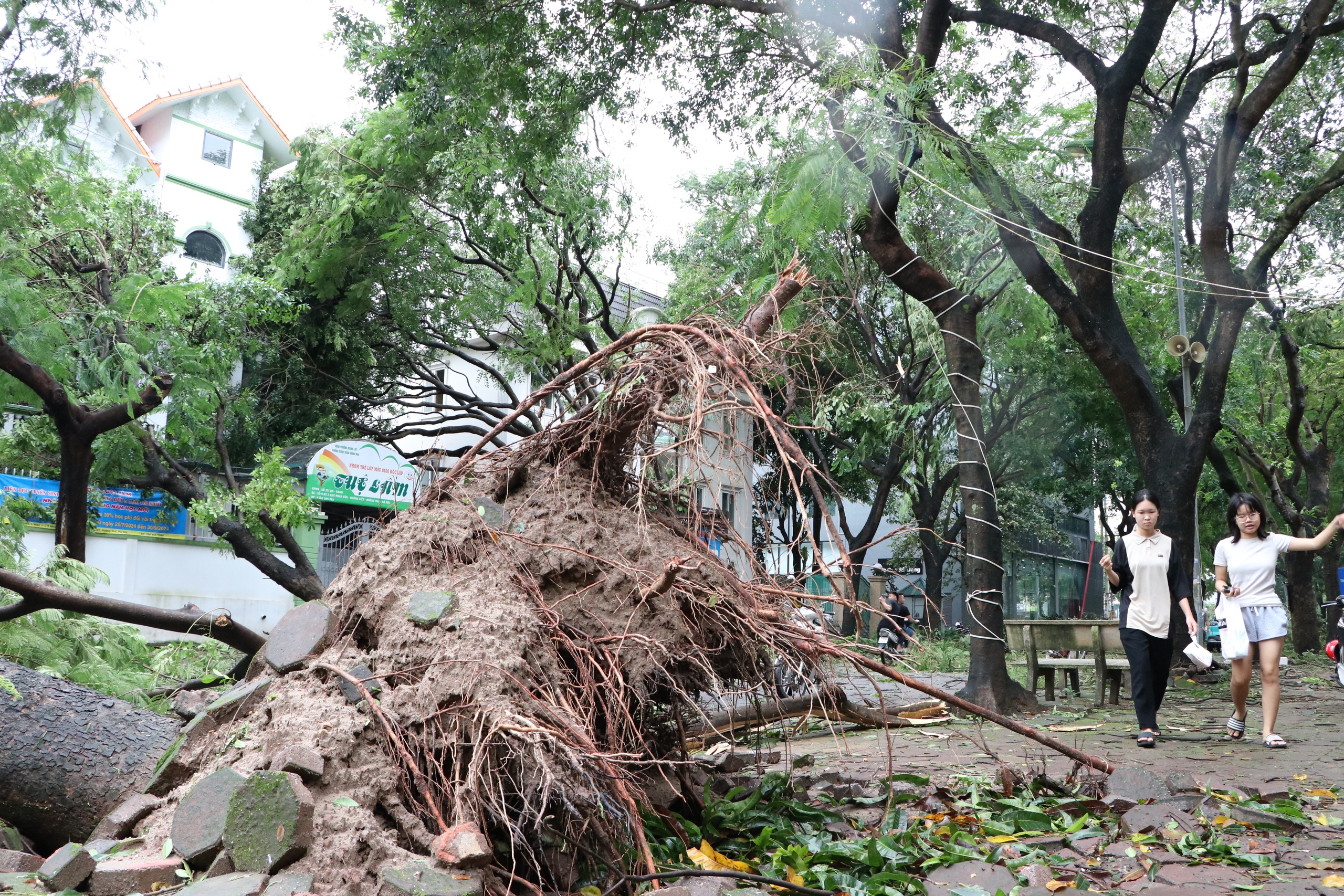 Loạt cây cổ thụ bị bão số 3 quật ngã, đổ rạp vào nhiều biệt thự trị giá hàng chục tỷ đồng ở Hà Nội- Ảnh 2.