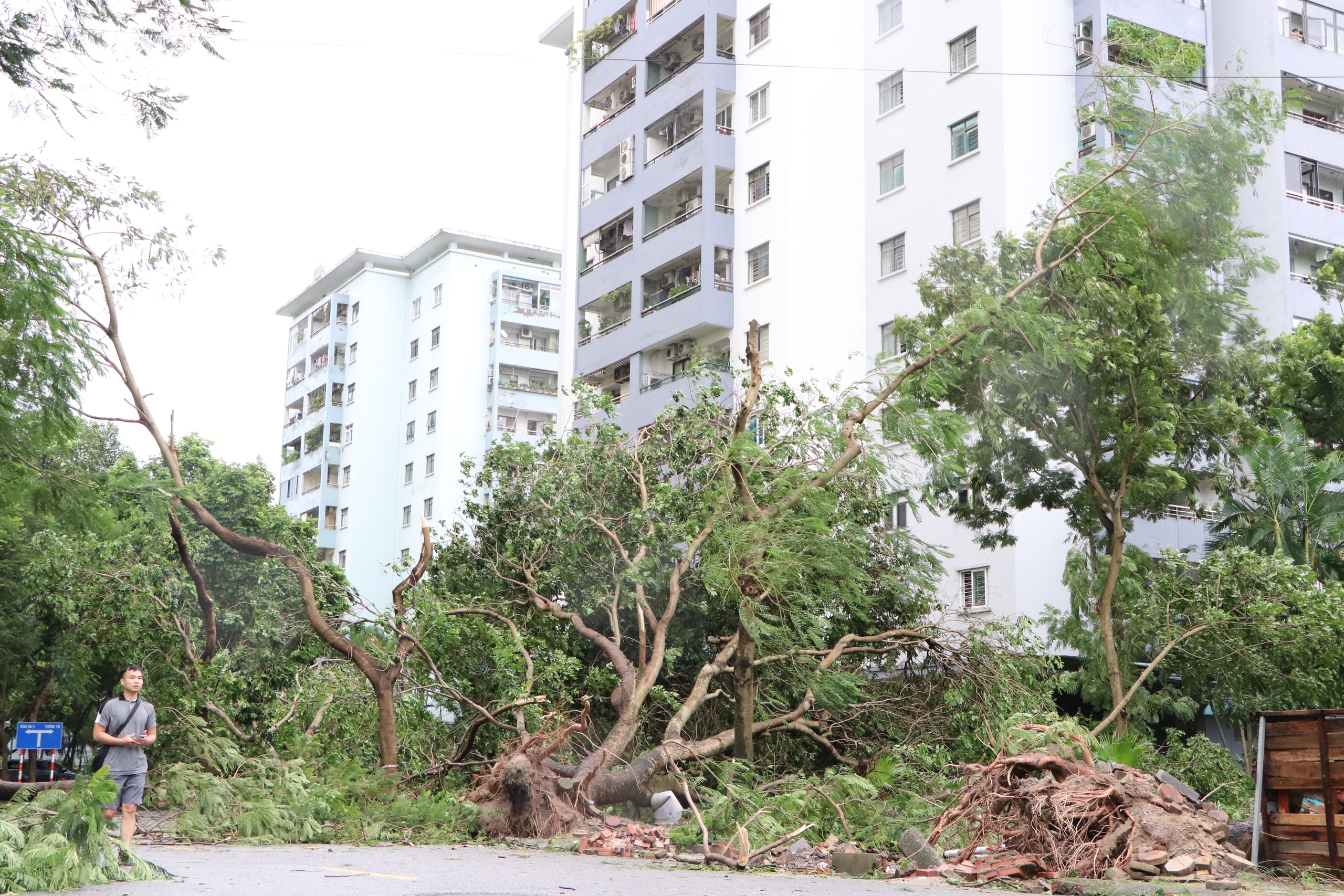 Loạt cây cổ thụ bị bão số 3 quật ngã, đổ rạp vào nhiều biệt thự trị giá hàng chục tỷ đồng ở Hà Nội- Ảnh 4.