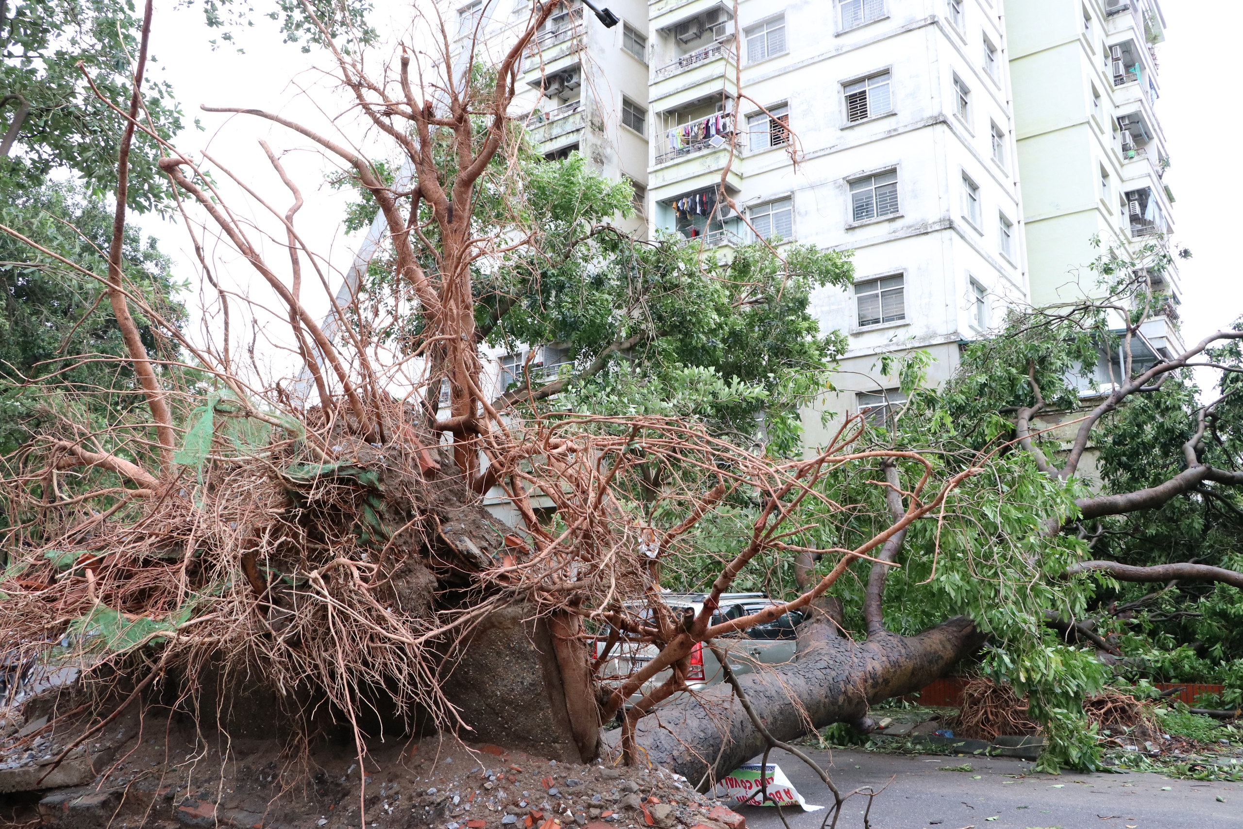 Loạt cây cổ thụ bị bão số 3 quật ngã, đổ rạp vào nhiều biệt thự trị giá hàng chục tỷ đồng ở Hà Nội- Ảnh 7.