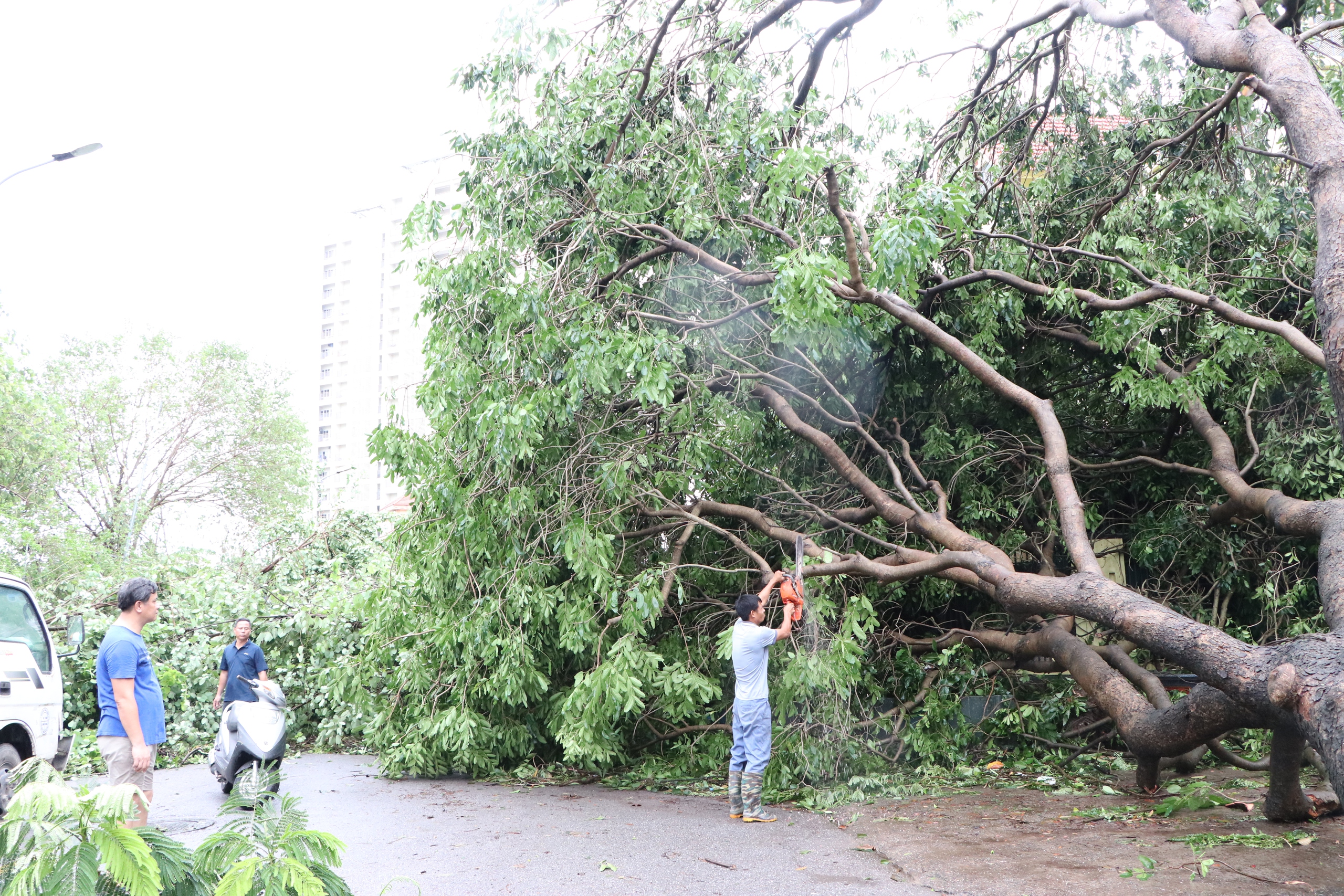 Loạt cây cổ thụ bị bão số 3 quật ngã, đổ rạp vào nhiều biệt thự trị giá hàng chục tỷ đồng ở Hà Nội- Ảnh 8.