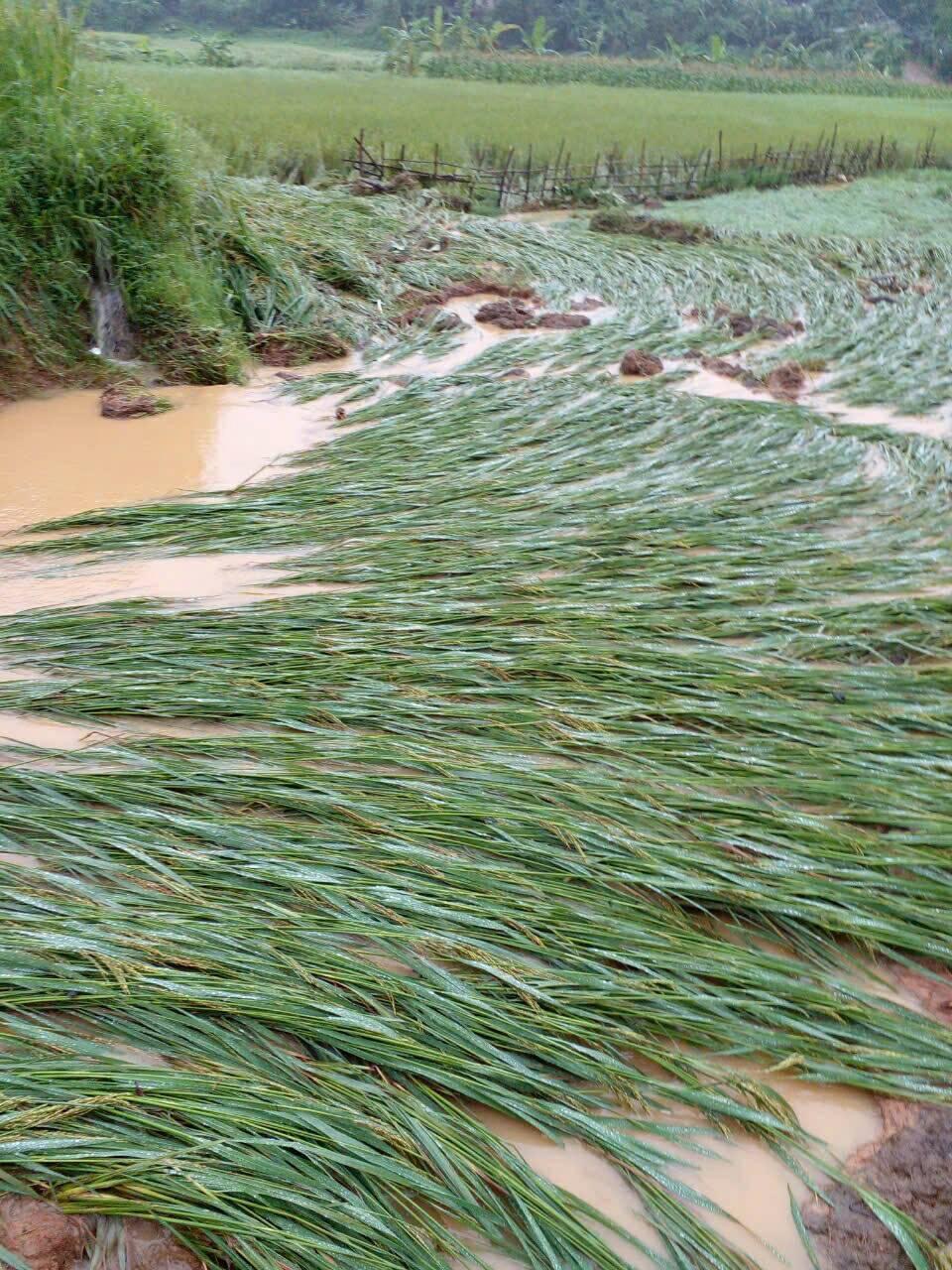 Phú Thọ ra báo động 3 sông Bứa, dồn sức dồn lực khắc phục hậu quả bão số 3 - Ảnh 2.