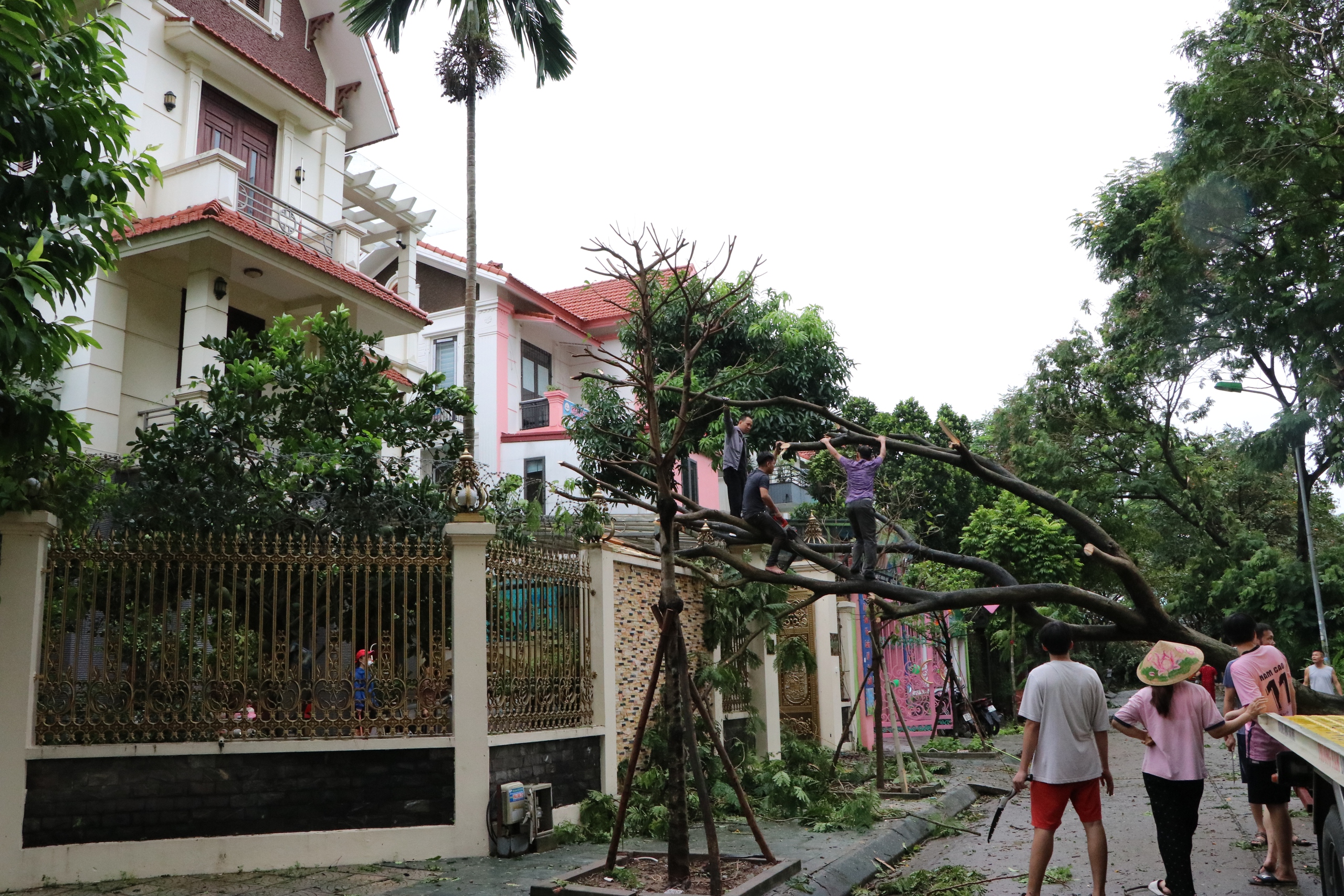 Loạt cây cổ thụ bị bão số 3 quật ngã, đổ rạp vào nhiều biệt thự trị giá hàng chục tỷ đồng ở Hà Nội- Ảnh 13.