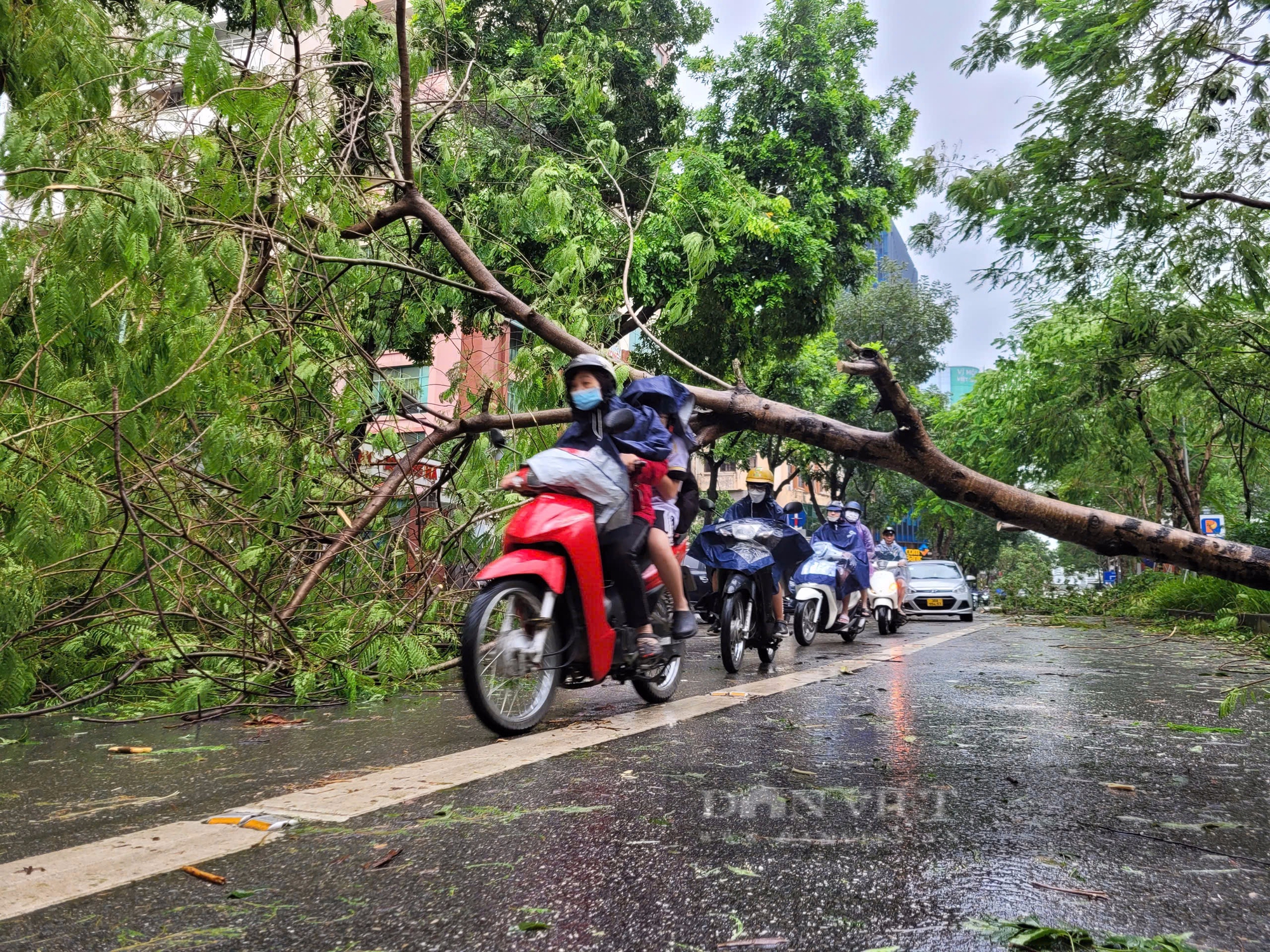 Nhiều cây cổ thụ bật gốc, đè nát ô tô sau khi bão Yagi "cuồng phong" đổ bộ vào Hà Nội - Ảnh 11.