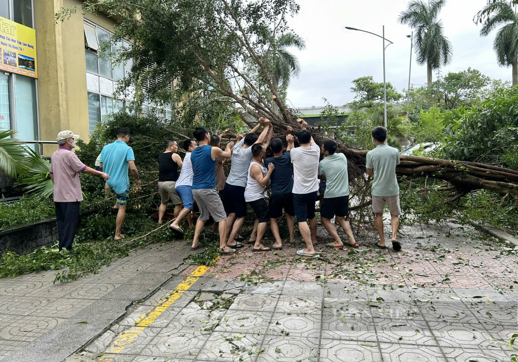 Hình ảnh hơn 2.500 cây đổ tại Hà Nội do bão Yagi, nhiều người tiếc ngẩn ngơ- Ảnh 11.