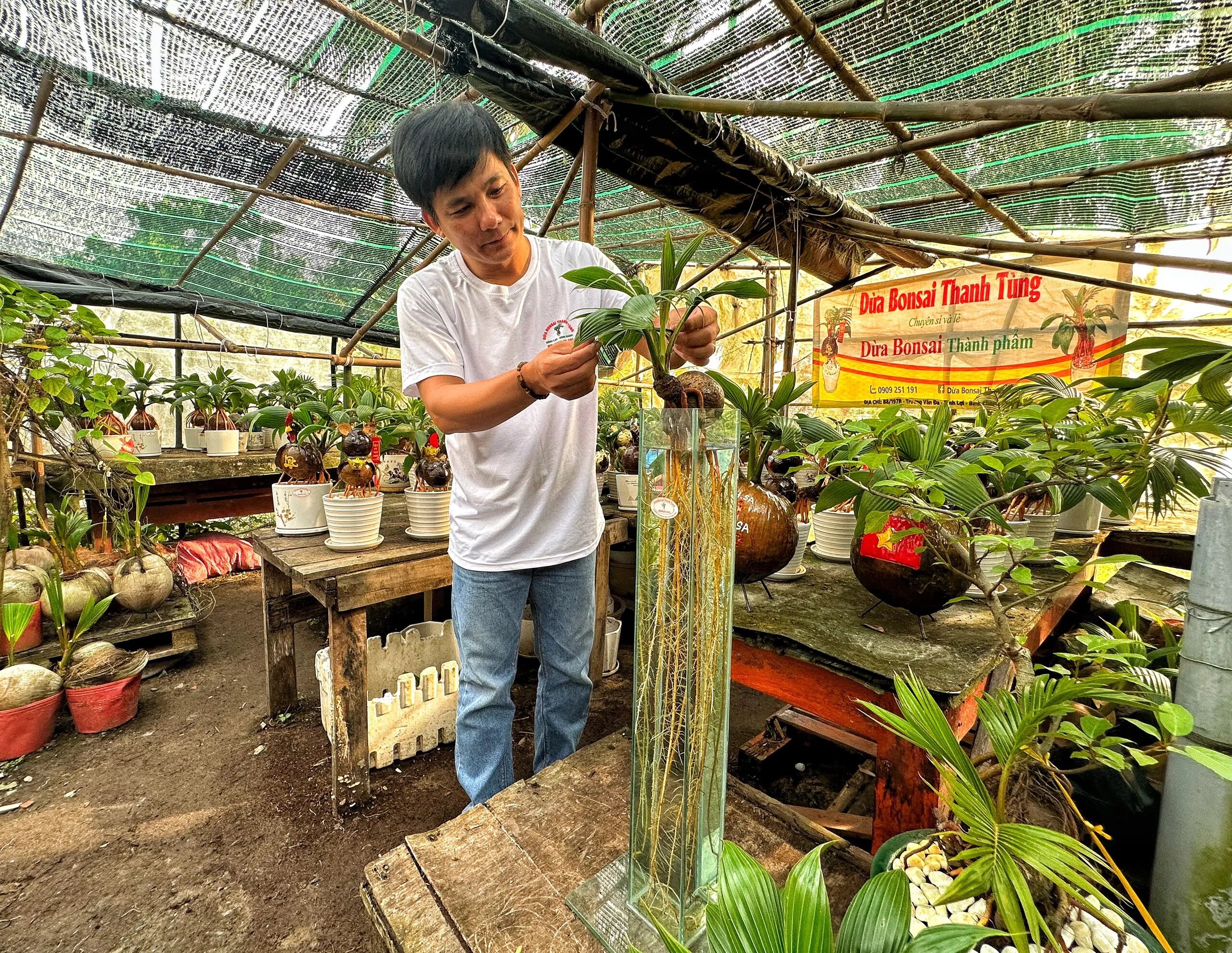 Anh nông dân đưa loài cây có thể cao hàng chục mét vào chậu bonsai - Ảnh 1.