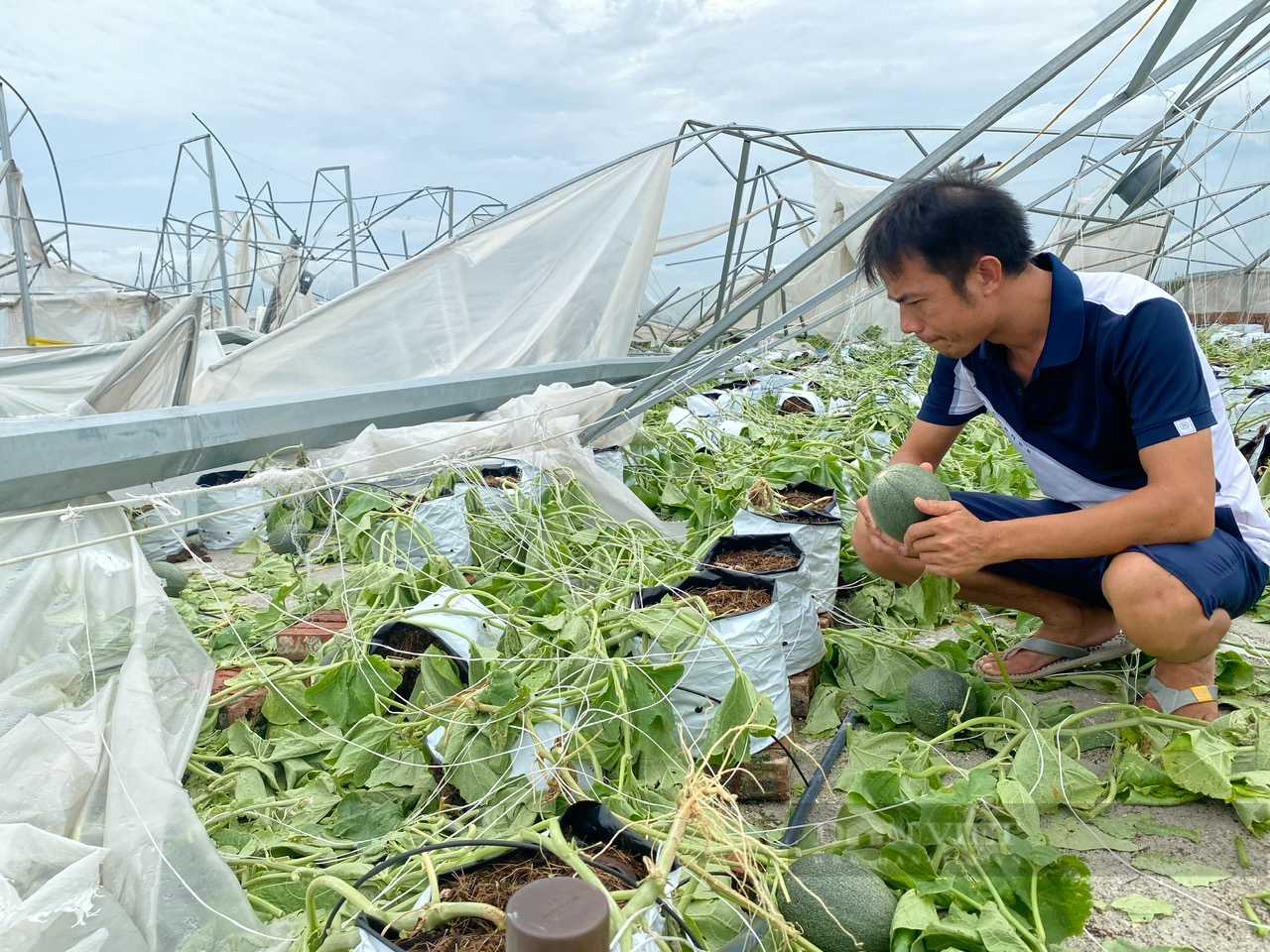 Nhà màng, nhà lưới, bãi chuối… tan hoang sau bão, nông dân ở Bắc Ninh bị thiệt hại tiền tỷ - Ảnh 1.