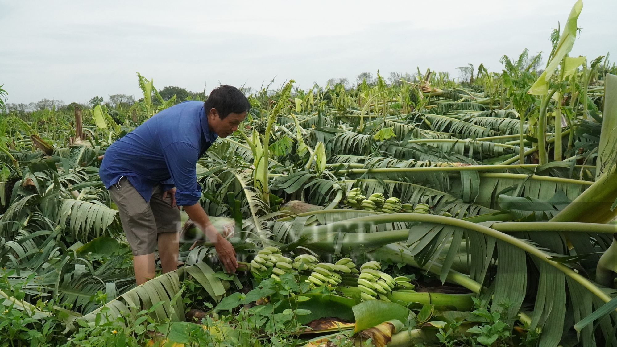 Nhà màng, nhà lưới, bãi chuối… tan hoang sau bão, nông dân ở Bắc Ninh bị thiệt hại tiền tỷ - Ảnh 4.