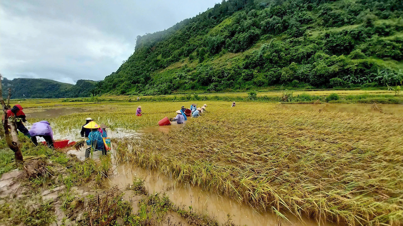 Nông dân Sơn La dầm mình dưới nước gặt lúa trong đêm chạy lũ - Ảnh 2.