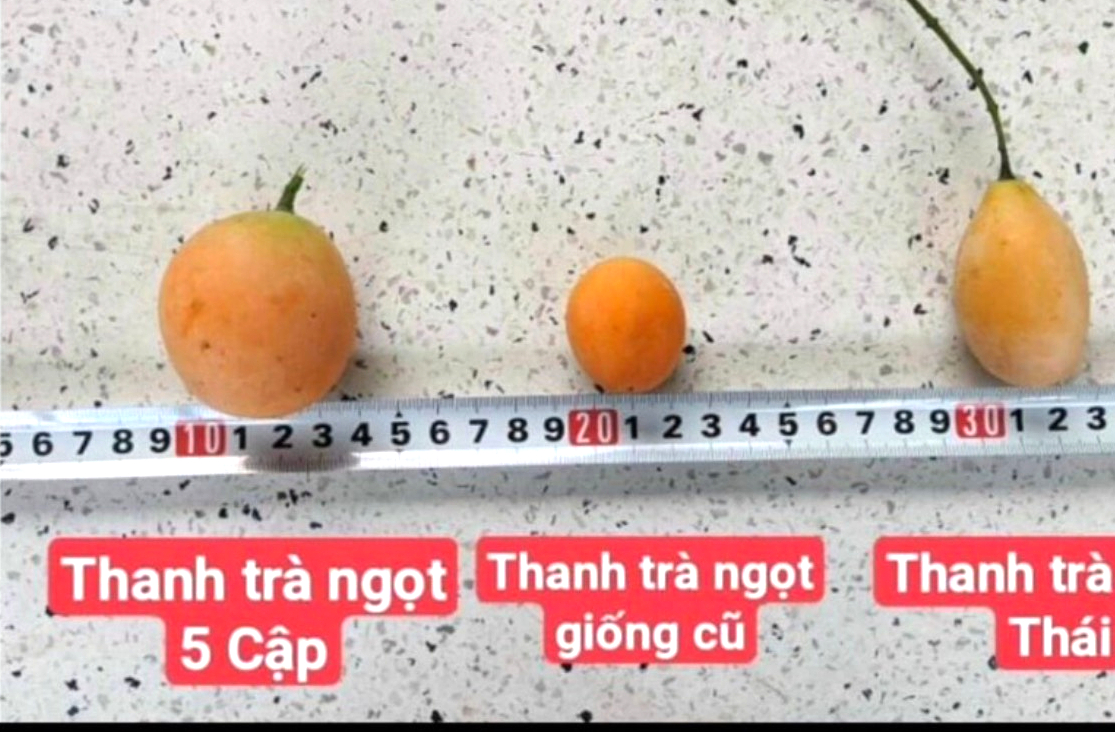 Lão nông trồng thanh trà ngọt cho ra trái nghịch vụ ở Vĩnh Long trở thành nông dân Việt Nam xuất sắc 2024 - Ảnh 4.