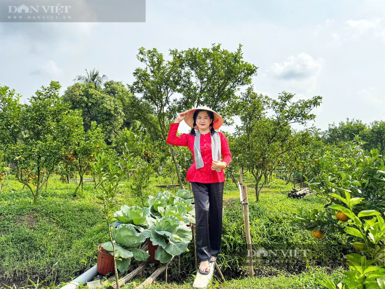 Giữa trung tâm TP Cần Thơ có vườn Quýt hồng trĩu quả, khách thích thú đến check-in- Ảnh 14.