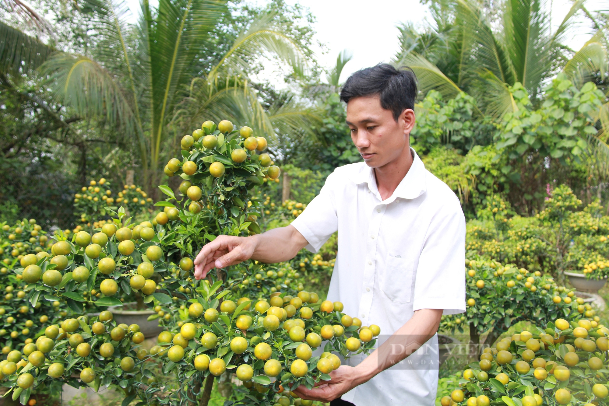 Tắc kiểng dáng thế đẹp được chăm qua 2 năm, chàng trai Bến Tre hy vọng bán sạch dịp Tết với giá từ 2,5-5 triệu/chậu - Ảnh 7.