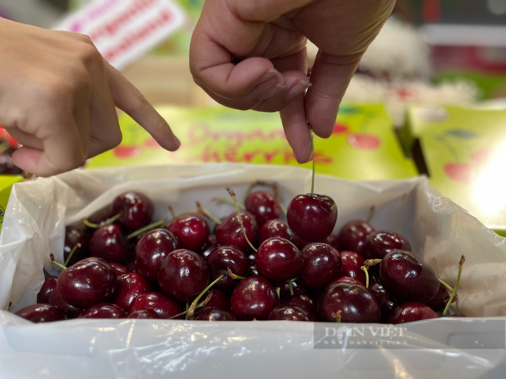 1,3 triệu đồng/kg cherry, có nơi nhập về 4 tấn để bán Tết - Ảnh 1.