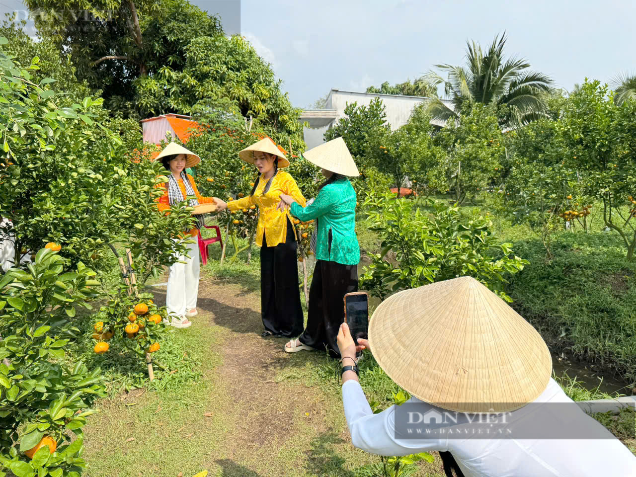 Giữa trung tâm TP Cần Thơ có vườn Quýt hồng trĩu quả, khách thích thú đến check-in- Ảnh 10.