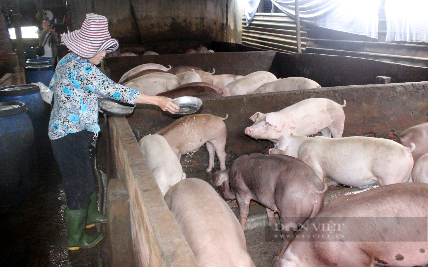 Ngành chăn nuôi TP.HCM gặp nhiều khó khăn, người chăn nuôi ngán ngại việc tái đàn - Ảnh 1.