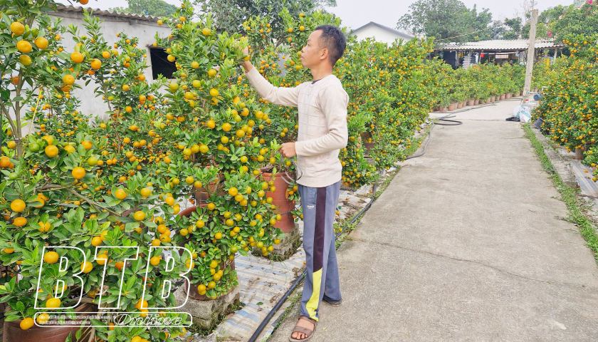 Sắc xuân làng hoa, cây cảnh - Ảnh 1.