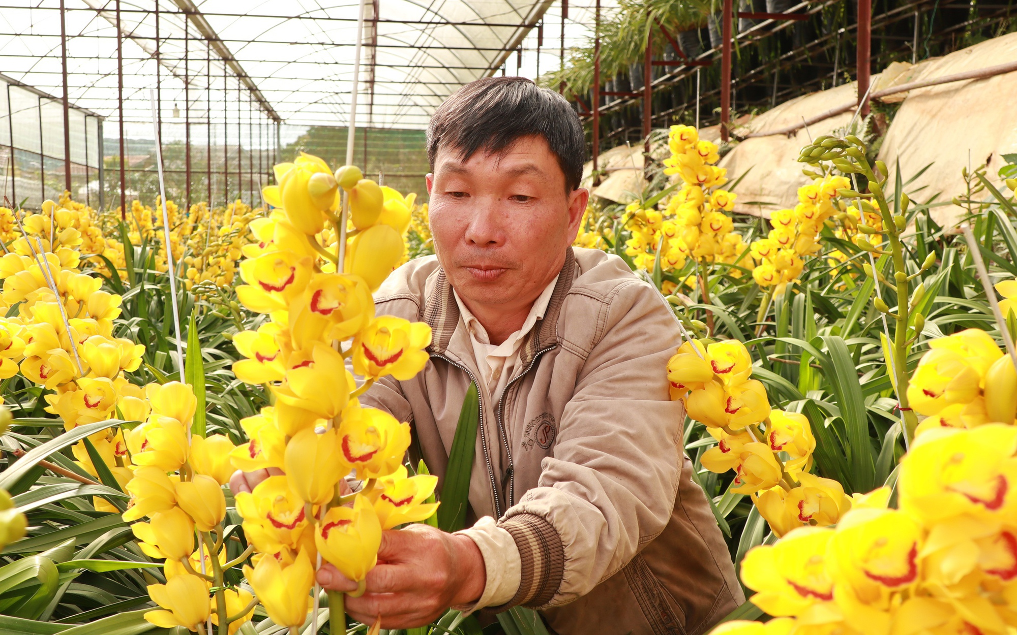 Đánh liều trồng đào Nhật Tân trên đất Đắk Lắk, bất ngờ lãi 400 triệu, nhiều người kéo vô xem - Ảnh 2.