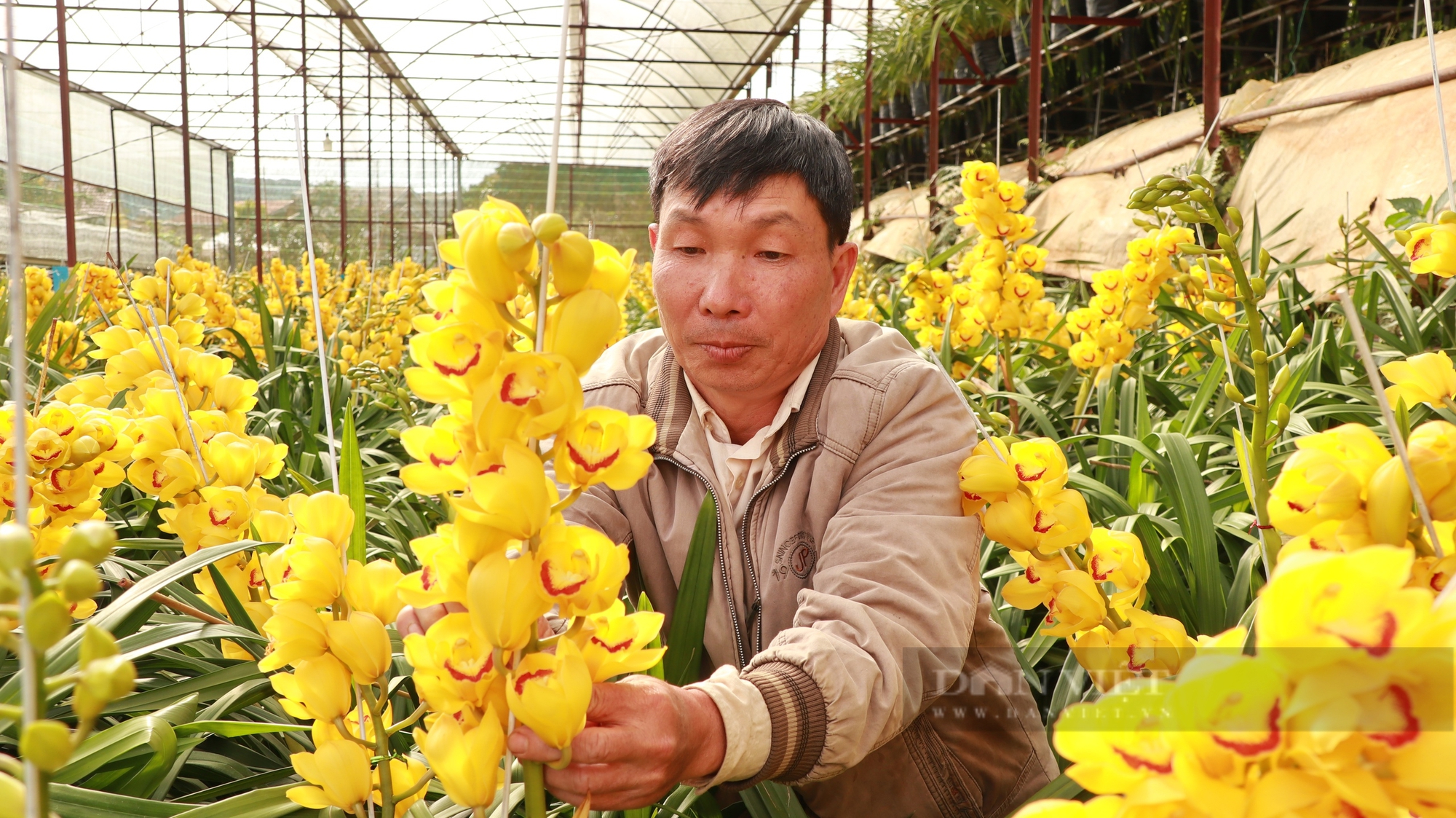 Trồng loại lan có tên “Hoàng hậu”, nông dân TP. Đà Lạt thu vài trăm triệu chỉ trong 4 tháng - Ảnh 2.