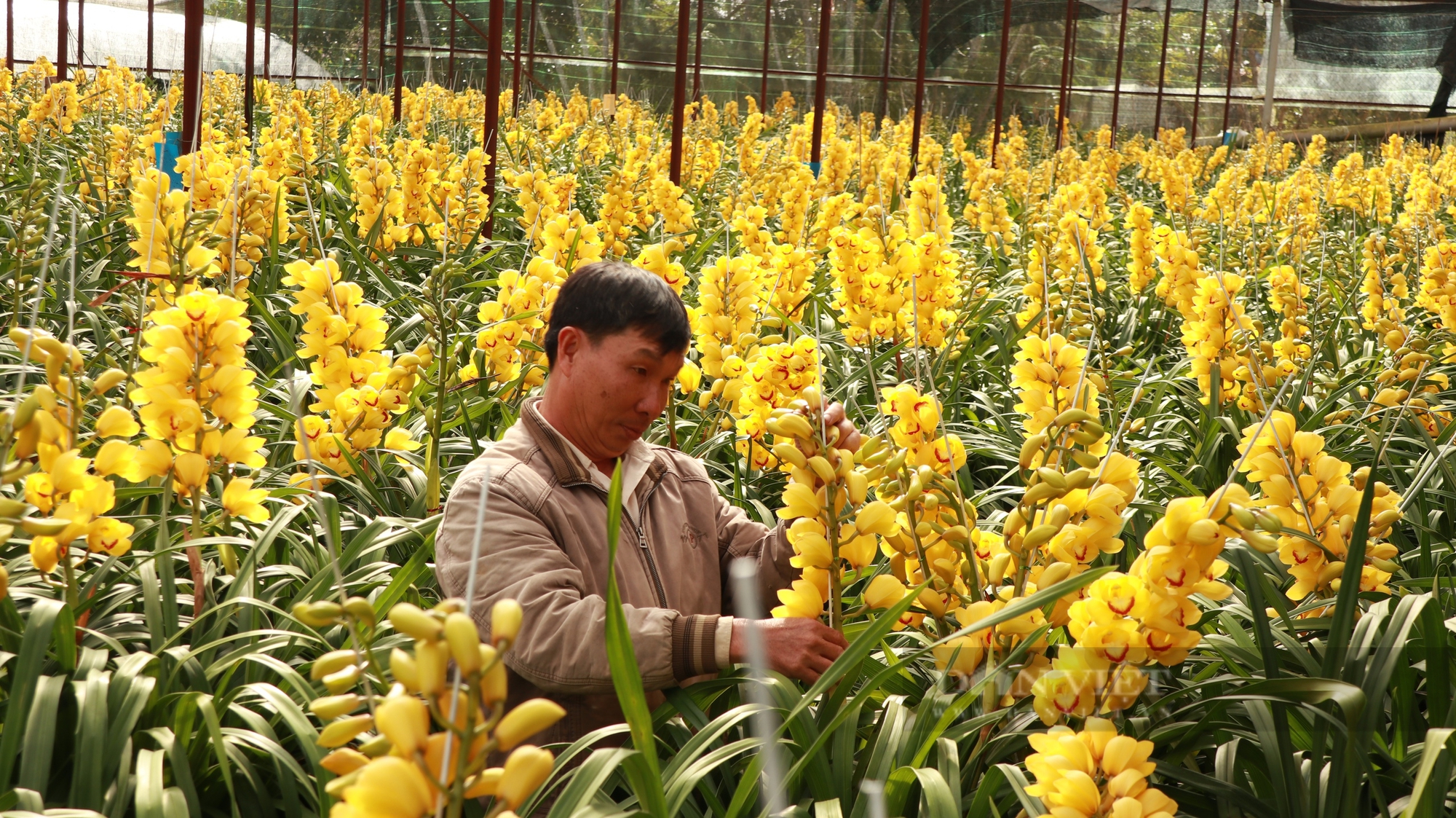 Trồng loại lan có tên “Hoàng hậu”, nông dân TP. Đà Lạt thu vài trăm triệu chỉ trong 4 tháng - Ảnh 3.