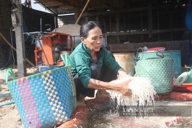 Vựa cung cấp giá đỗ bên sông Trà Khúc của Quảng Ngãi giờ thế nào?- Ảnh 13.