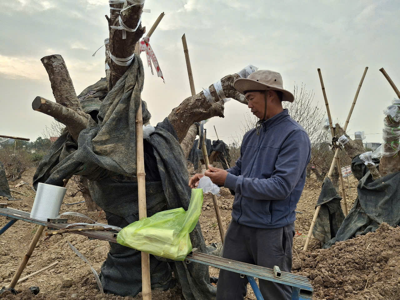 Mùa xuân đến Hải Phòng có còn vương trên cây đào bên làng hoa Đặng Cương !? - Ảnh 3.