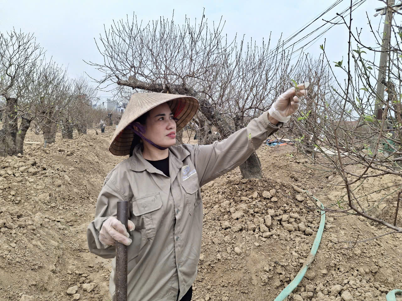 Mùa xuân đến Hải Phòng có còn vương trên cây đào bên làng hoa Đặng Cương !? - Ảnh 4.