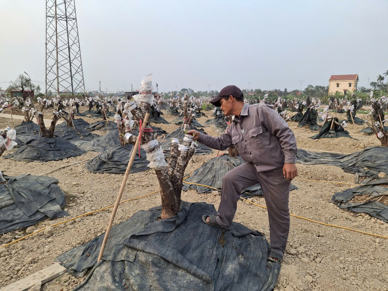 Mùa xuân đến Hải Phòng có còn vương trên cây đào bên làng hoa Đặng Cương !? - Ảnh 1.