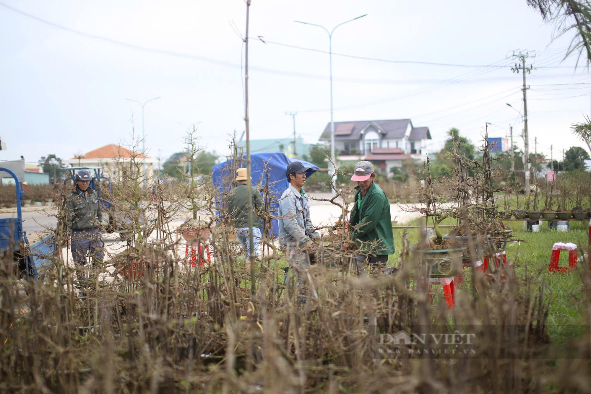 Gốc cây "độc, lạ" ven quốc lộ 1 ở thủ phủ mai vàng miền Trung, chờ khách trả giá "rinh" về- Ảnh 7.