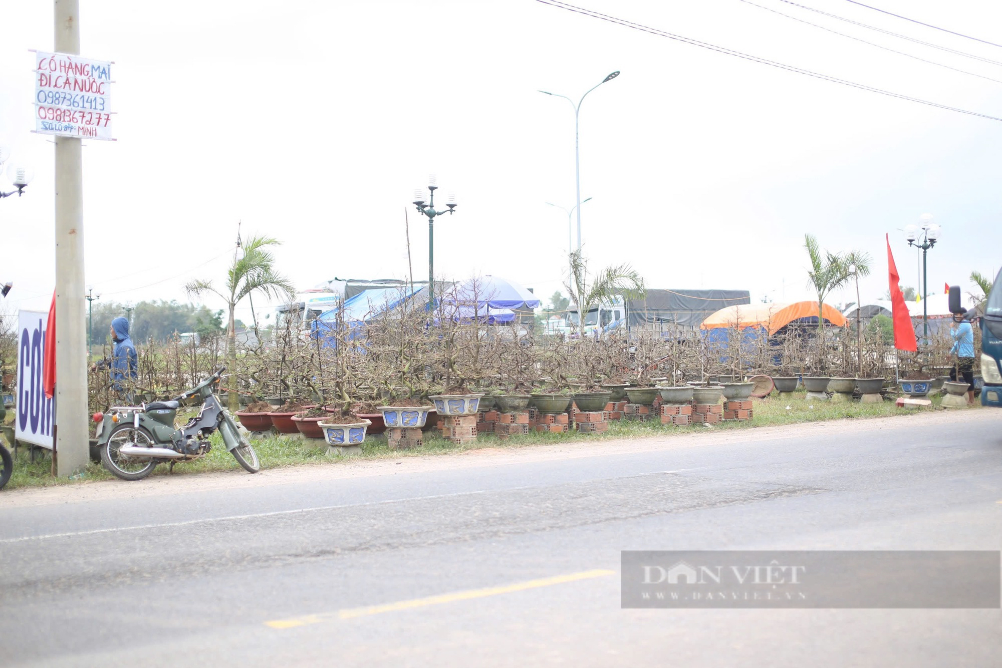 Gốc cây "độc, lạ" ven quốc lộ 1 ở thủ phủ mai vàng miền Trung, chờ khách trả giá "rinh" về- Ảnh 5.