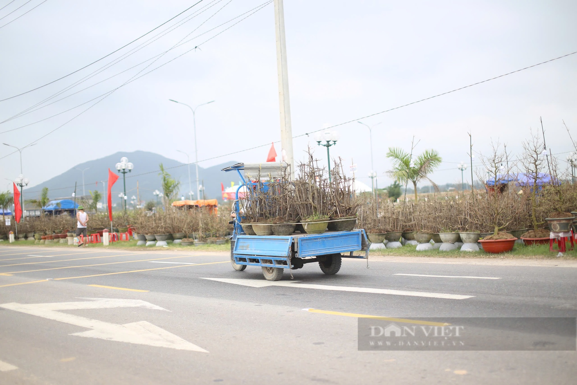 Gốc cây "độc, lạ" ven quốc lộ 1 ở thủ phủ mai vàng miền Trung, chờ khách trả giá "rinh" về- Ảnh 3.