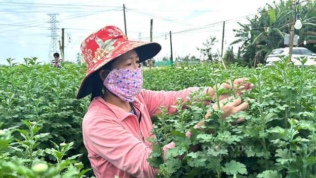 Người trồng hoa tết ở “thủ phủ” cúc Quảng Ngãi “ngồi trên lửa” vì nguy cơ hoạ kép - Ảnh 2.