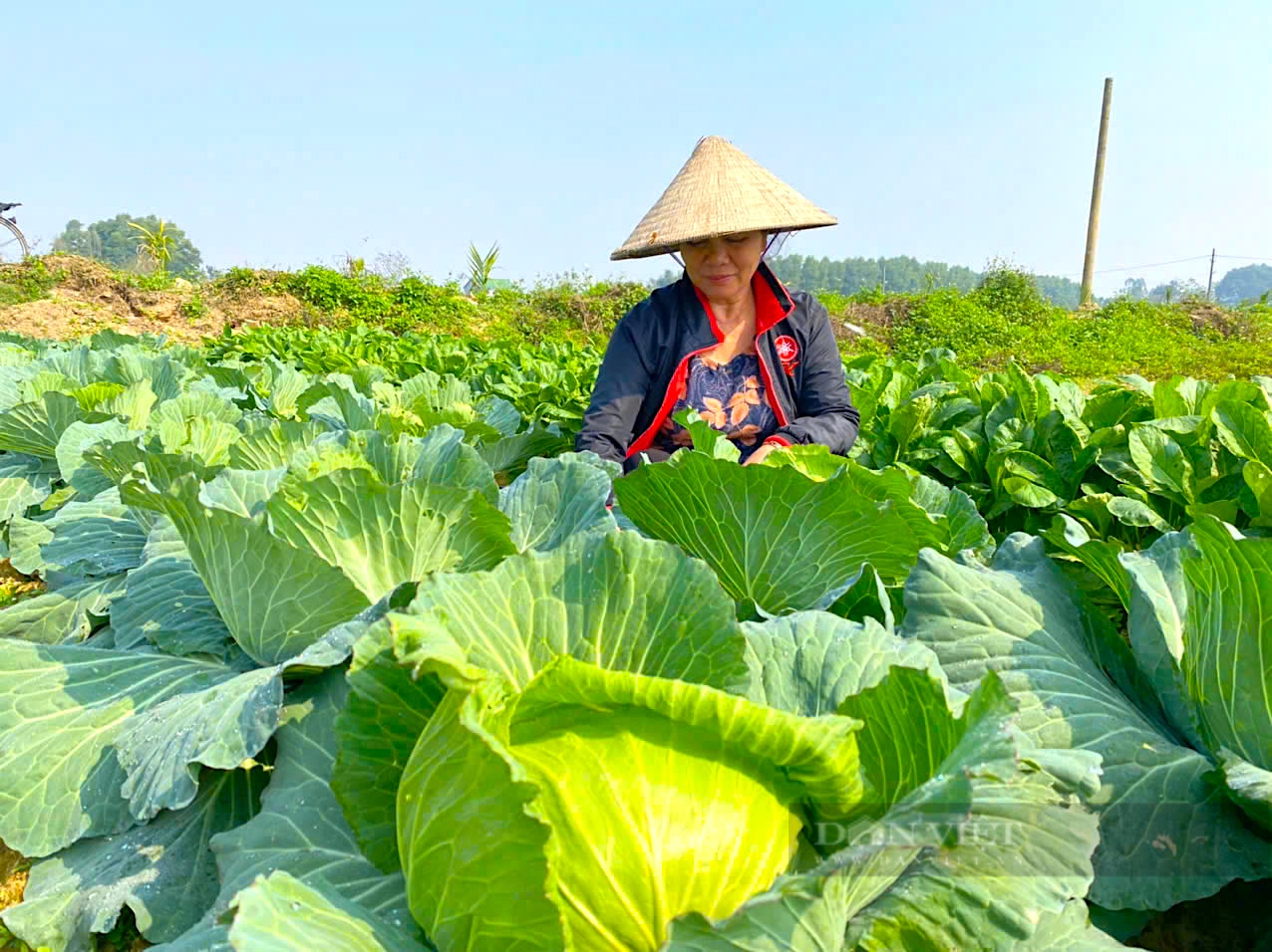 Người dân ven sông La (Hà Tĩnh) tất bật chăm sóc rau màu phục vụ thị trường Tết Nguyên đán- Ảnh 1.