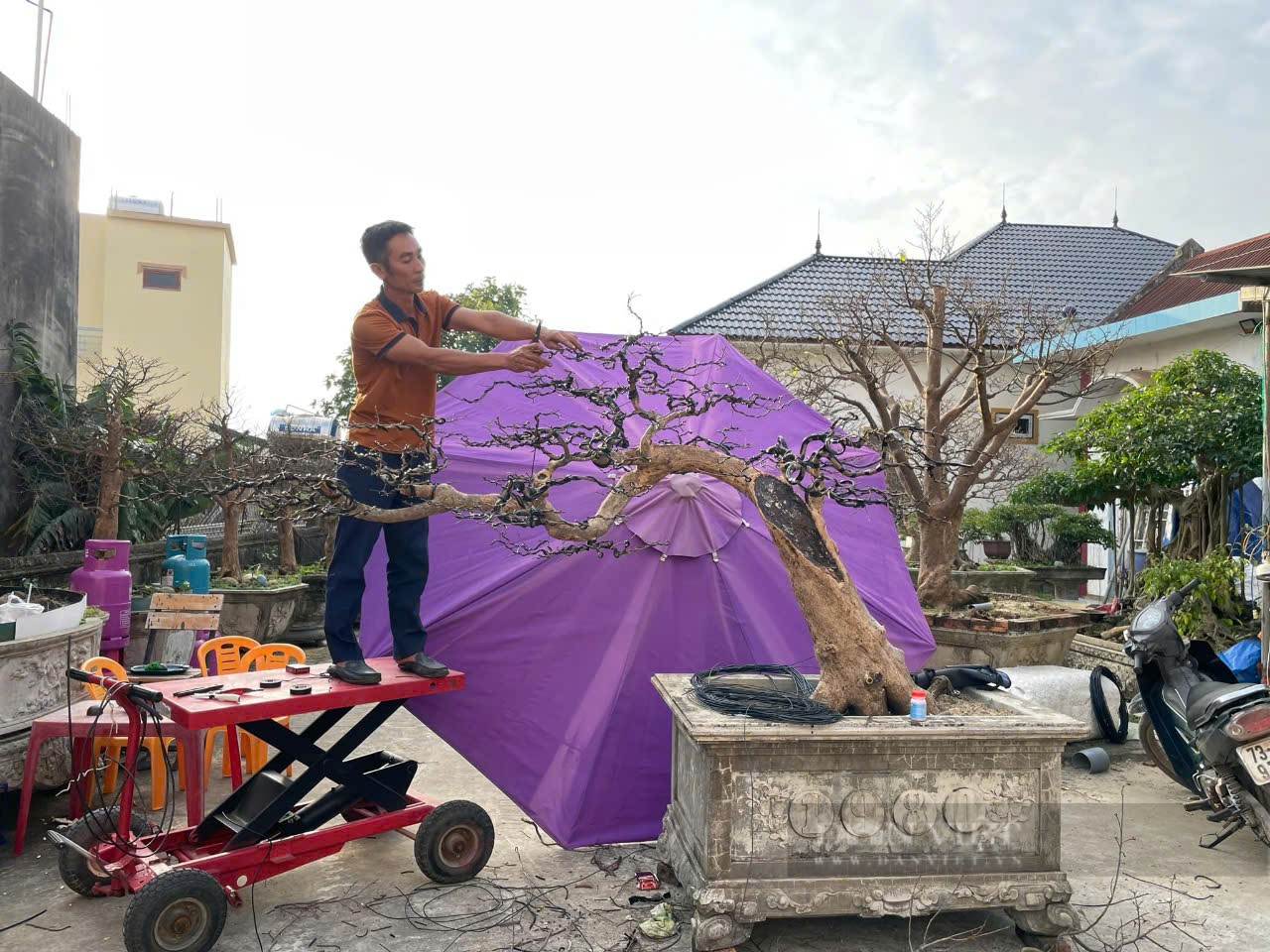 Quảng Bình: Hội Nông dân ở xã biển này tổ chức triển lãm mai vàng, toàn cây có thế "độc, lạ"- Ảnh 1.