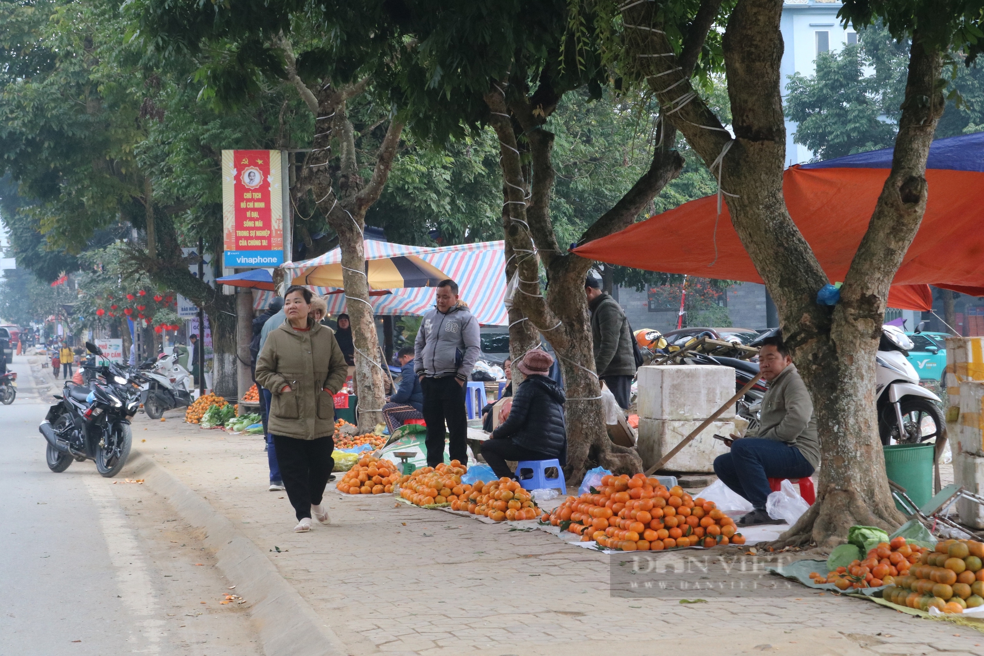 Những quả cam, quýt của nông dân Lào Cai chín vàng khi Tết cận kề - Ảnh 5.