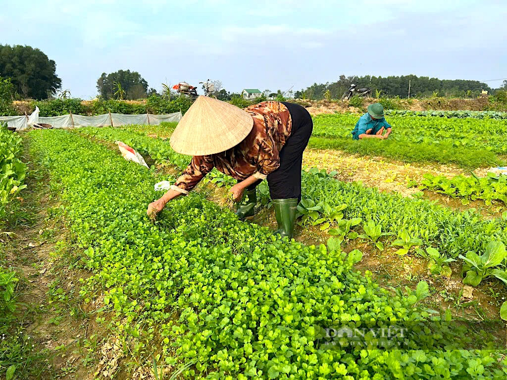 Người dân ven sông La (Hà Tĩnh) tất bật chăm sóc rau màu phục vụ thị trường Tết Nguyên đán- Ảnh 5.