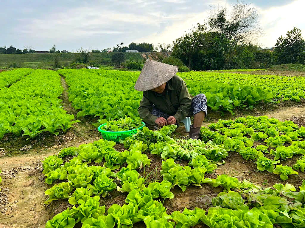 Người dân ven sông La (Hà Tĩnh) tất bật chăm sóc rau màu phục vụ thị trường Tết Nguyên đán- Ảnh 2.