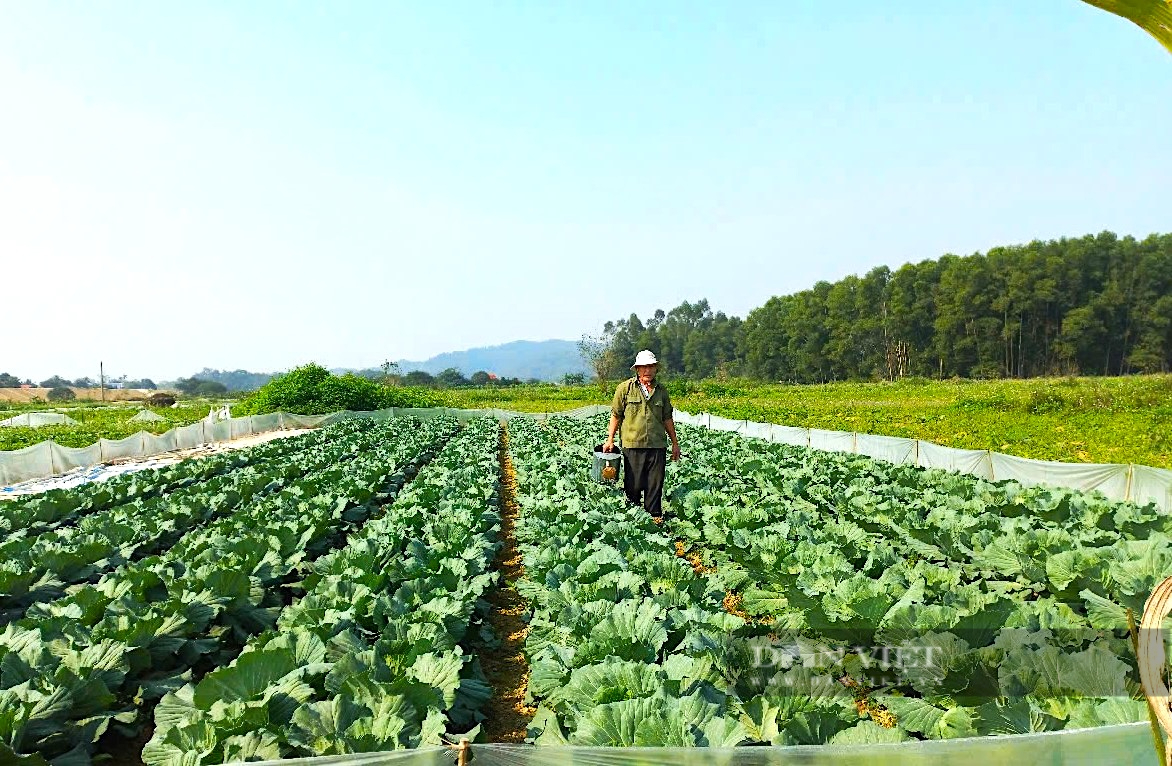 Người dân ven sông La (Hà Tĩnh) tất bật chăm sóc rau màu phục vụ thị trường Tết Nguyên đán- Ảnh 4.