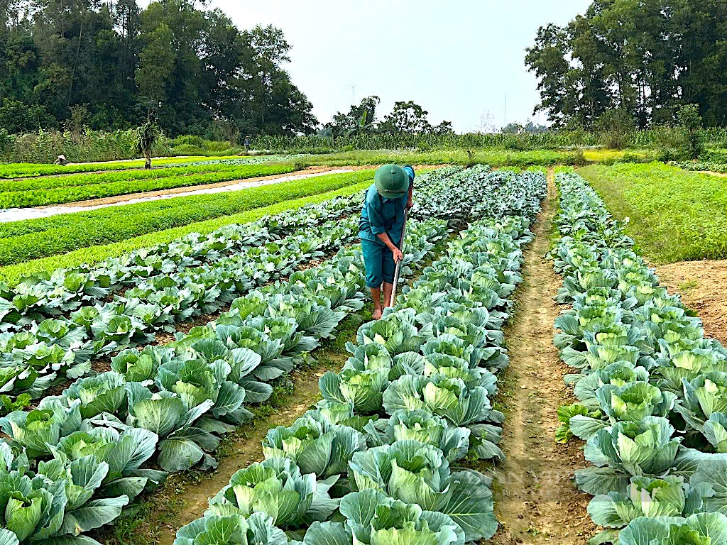 Người dân ven sông La (Hà Tĩnh) tất bật chăm sóc rau màu phục vụ thị trường Tết Nguyên đán- Ảnh 6.