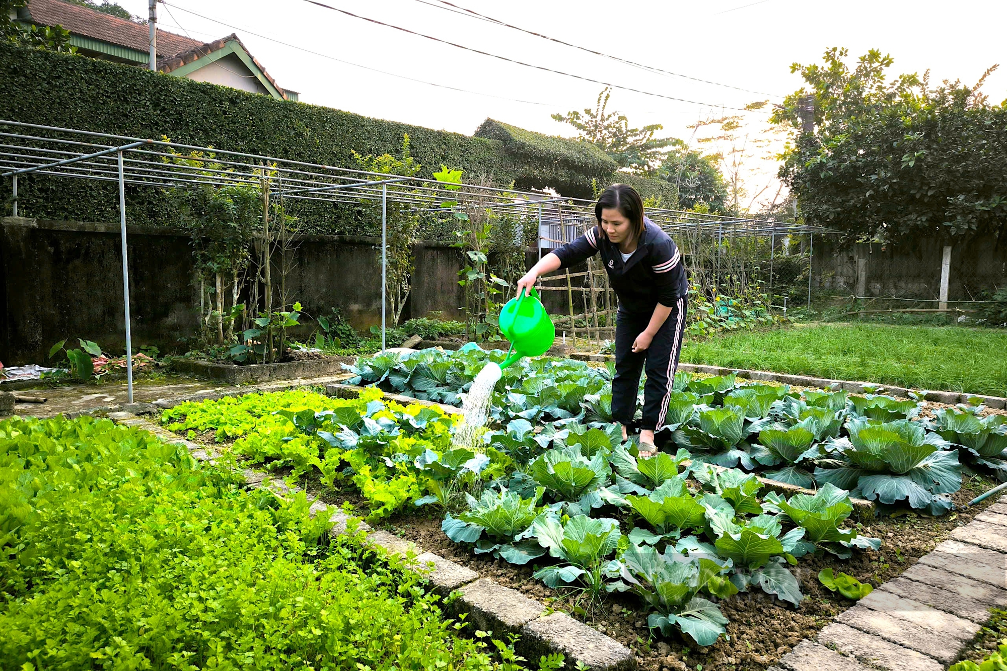 Người dân ven sông La (Hà Tĩnh) tất bật chăm sóc rau màu phục vụ thị trường Tết Nguyên đán- Ảnh 8.