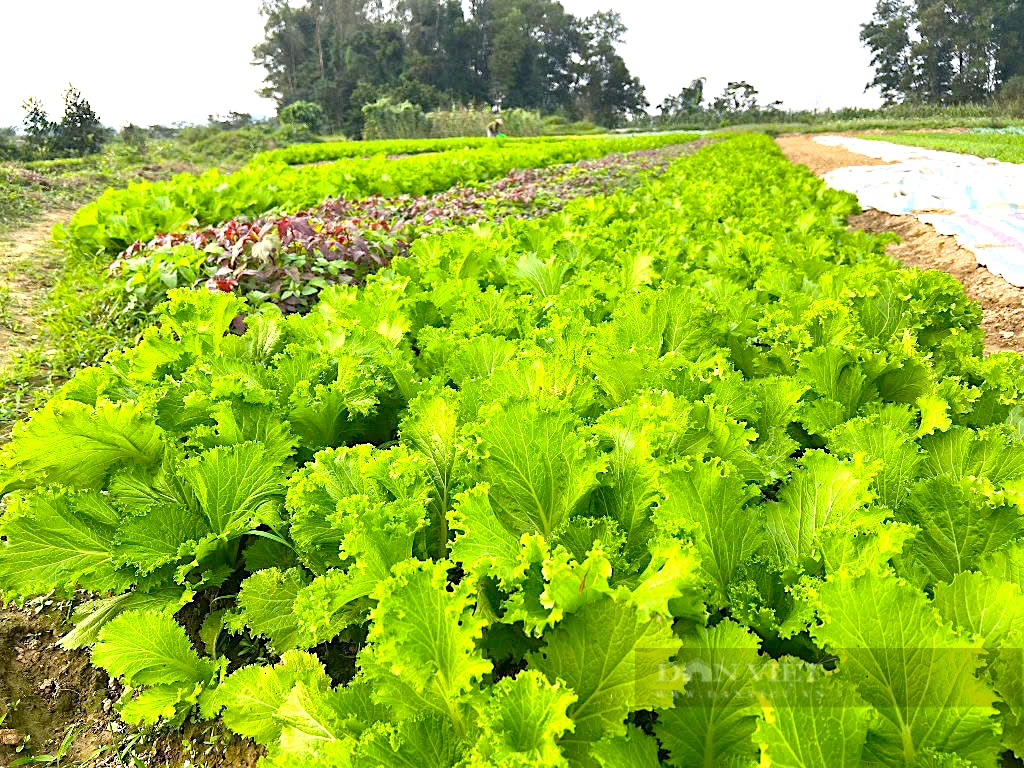 Người dân ven sông La (Hà Tĩnh) tất bật chăm sóc rau màu phục vụ thị trường Tết Nguyên đán- Ảnh 3.