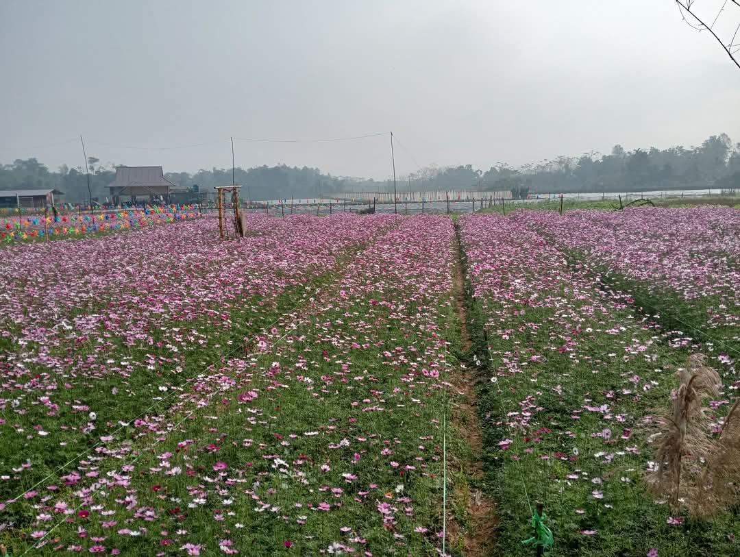 Nữ chi hội trưởng nông dân ở Yên Bái tận dụng đất ruộng trồng vườn hoa đẹp ai thấy cũng mê- Ảnh 3.