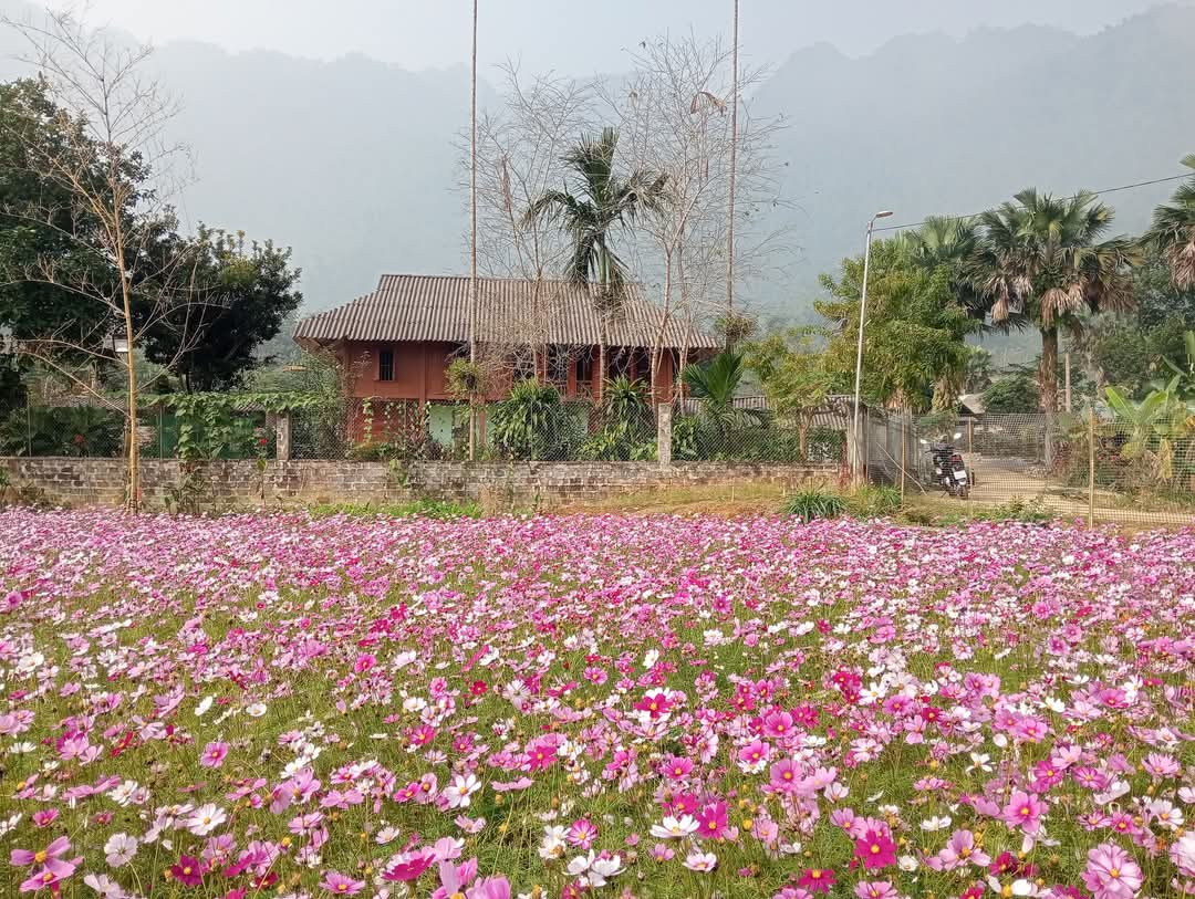 Nữ chi hội trưởng nông dân ở Yên Bái tận dụng đất ruộng trồng vườn hoa đẹp ai thấy cũng mê- Ảnh 2.